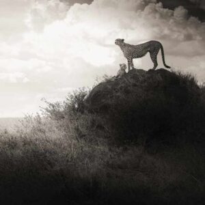 Lean on Me, Tanzania by Joachim Schmeisser - Cheetah and Cub standing on a hill in the savannah under a cloudy sky