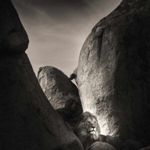 Lion Rock I, Tanzania by Joachim Schmeisser - male Lion sitting between Rocks