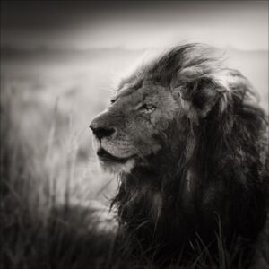 Morani, Kenya by Joachim Schmeisser - portrait of a male lion lying in grass