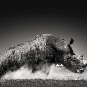 Rise, Kenya by Joachim Schmeisser - Rhino and dust