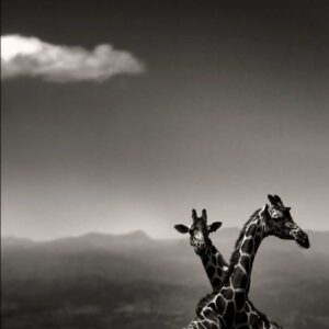 Joachim Schmeisser, Giraffe Couple, two giraffes standing together in the