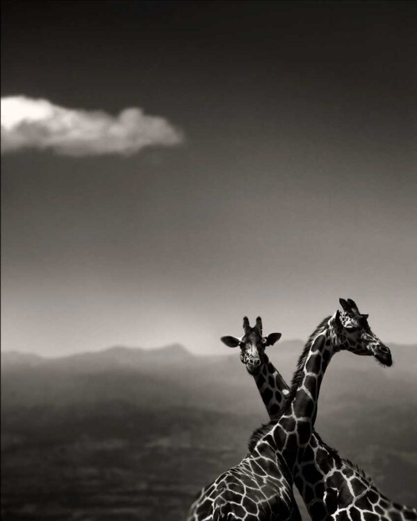 Joachim Schmeisser, Giraffe Couple, two giraffes standing together in the