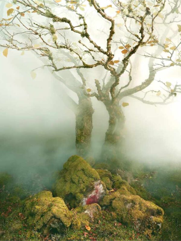 Watson, Tree in Mist_the Fairy Glen_Isle of Skye_Scotland_2013