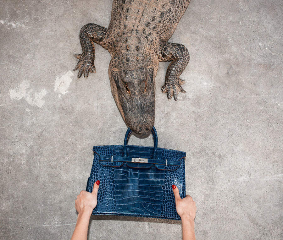 Shields, Gator Birkin II, blue birkin bag pulled between a crocodiles mouth and female hands