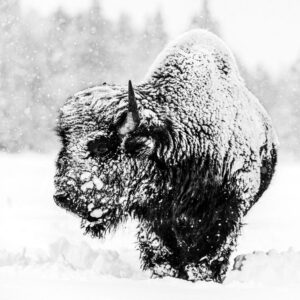 David Yarrow Local Hero, Bison in Snowstorm