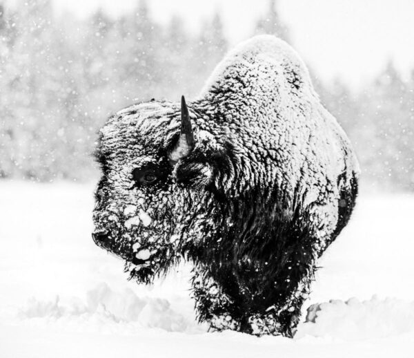 David Yarrow Local Hero, Bison in Snowstorm