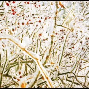 Nigel Parry Ice Storm, closeup to frozen twigs with red berries