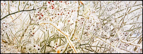 Nigel Parry Ice Storm, closeup to frozen twigs with red berries