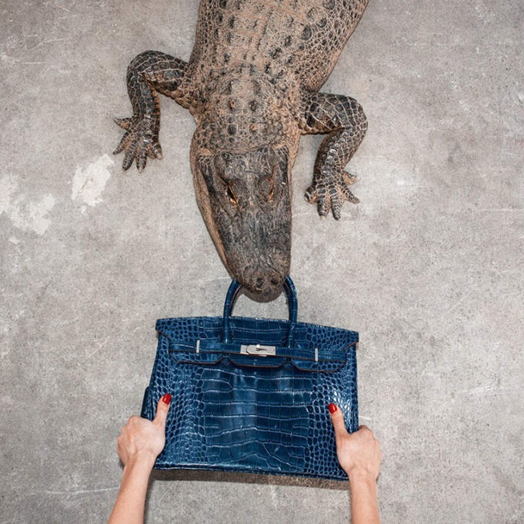 Shields_Gator Birkin II_cropped