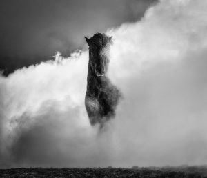 Yarrow 66 degrees north, icelandic horse in a snowy cloud