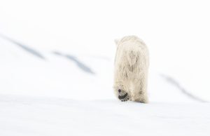 Yarrow 78 degrees north color icebear in the snow