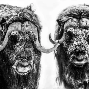 Yarrow Hell's Kitchen, two musk ox in the snow