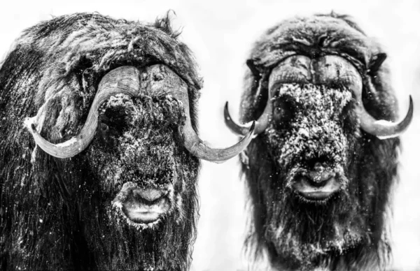 Yarrow Hell's Kitchen, two musk ox in the snow