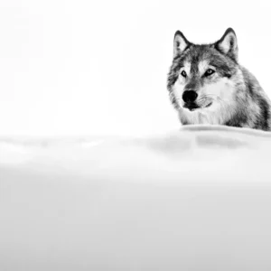 Yarrow The Focused Wolf wild animal in white snow