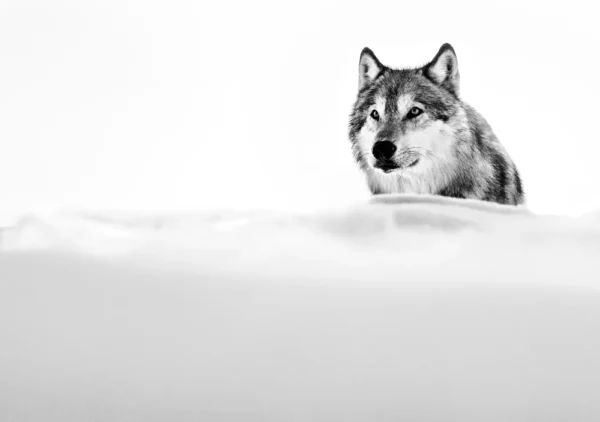 Yarrow The Focused Wolf wild animal in white snow