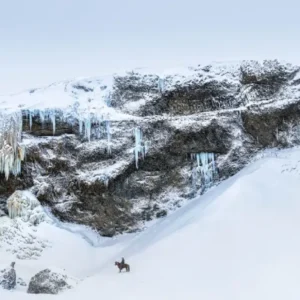 Yarrow The Lonesome Cowboy Iceland, horse and rider infront of an icy cliff