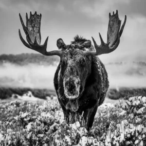 Yarrow The Winter Season Jackson Hole Wyoming 2024, Elk in snowy landscape