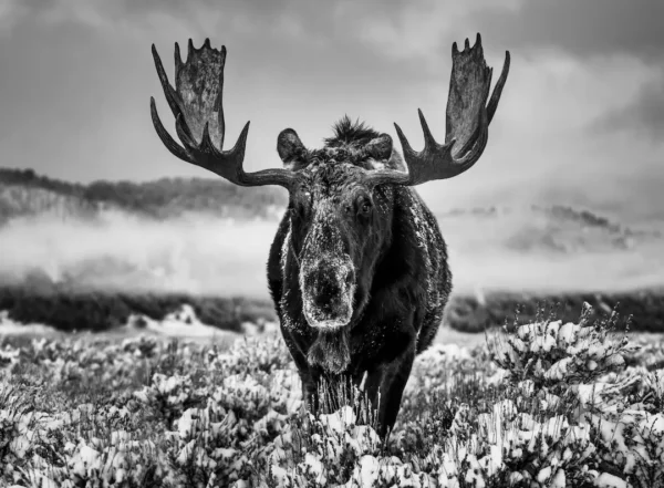 Yarrow The Winter Season Jackson Hole Wyoming 2024, Elk in snowy landscape