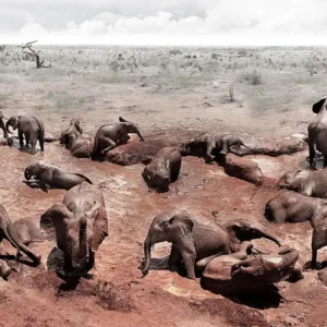 Joachim Schmeisser, Elephants Circle of Life, red mud