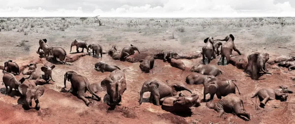 Joachim Schmeisser, Elephants Circle of Life, red mud